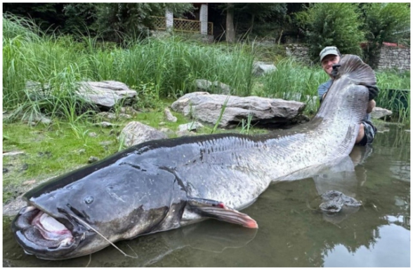 Չեխիայում որսացել են ռեկորդային երկարությամբ լոքո